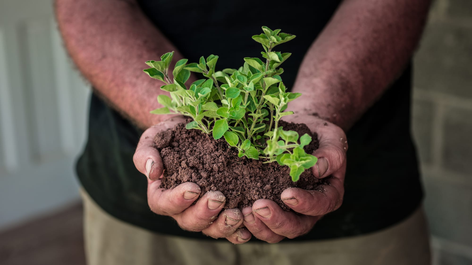 A pair of hands holding a pile of dirt with a small plant growing out of it.