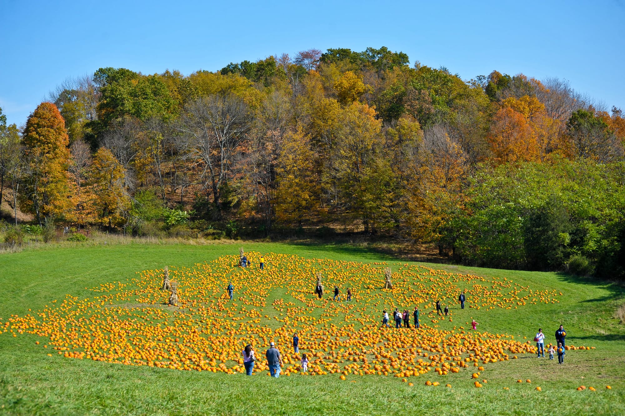 Groups of adults and children walk through a pumpkin patch in a grassy field, surrounding by trees with fall foliage.