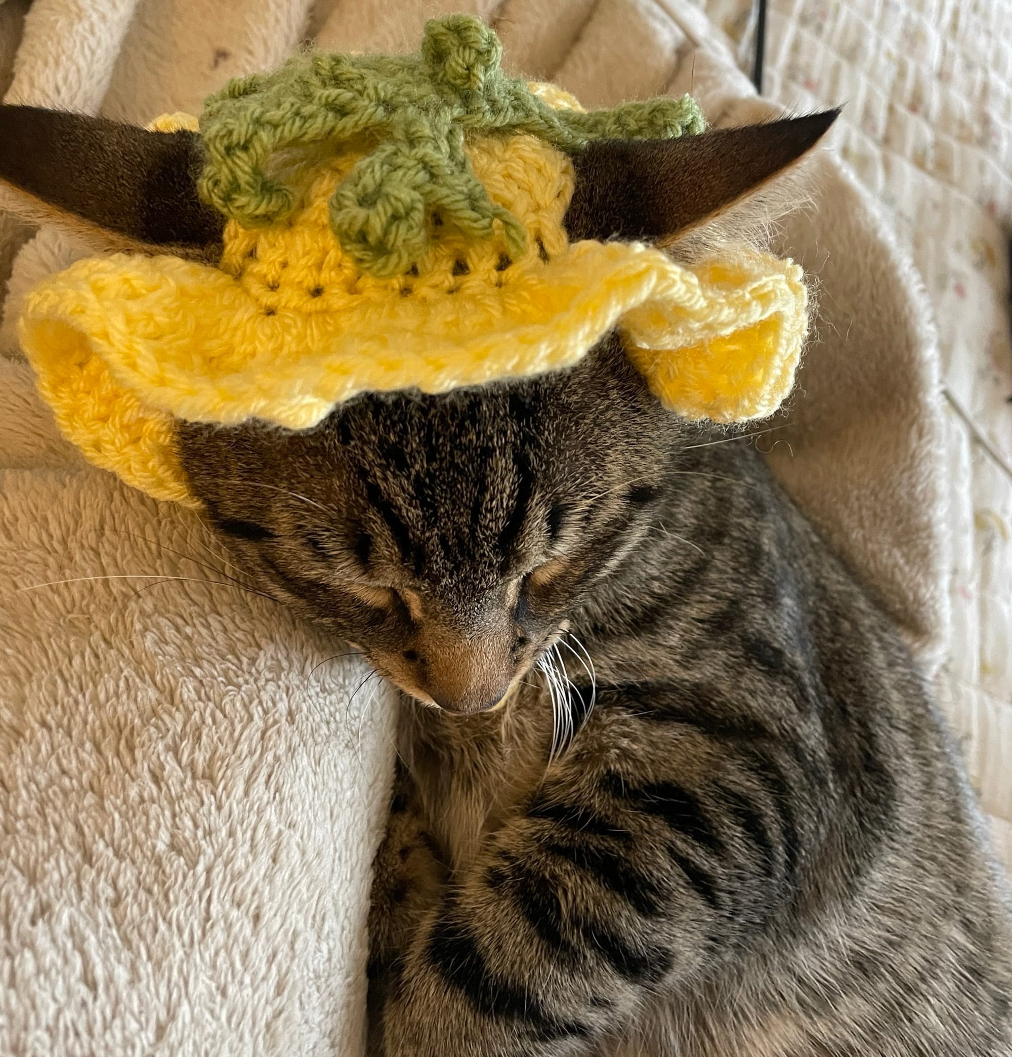 A small, sleeping tabby cat wearing a green and yellow crochet hat 