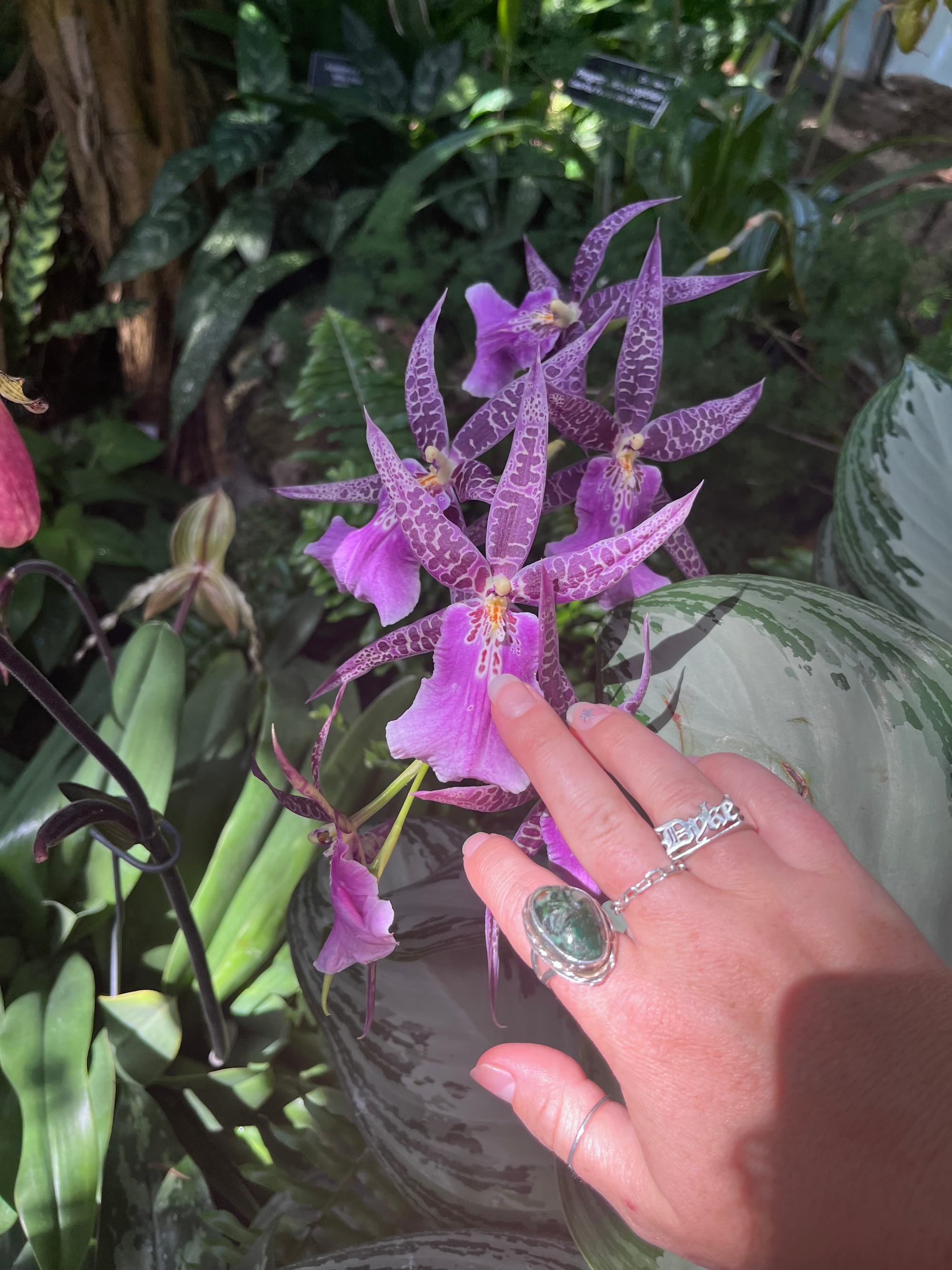 A hand investigates a flower, with bright purple petals. 