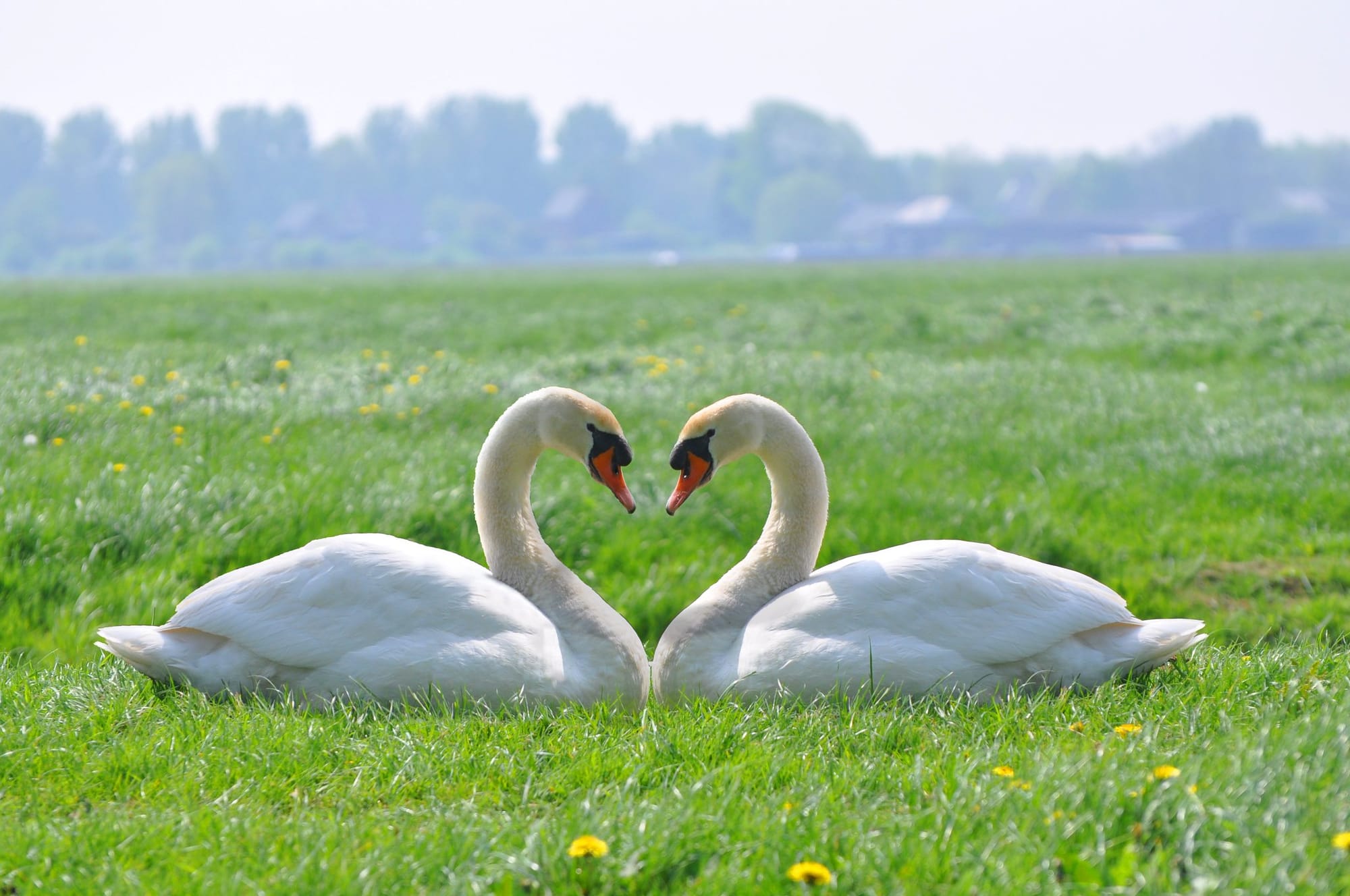 Two white swans making a heart with their necks in the grass. 