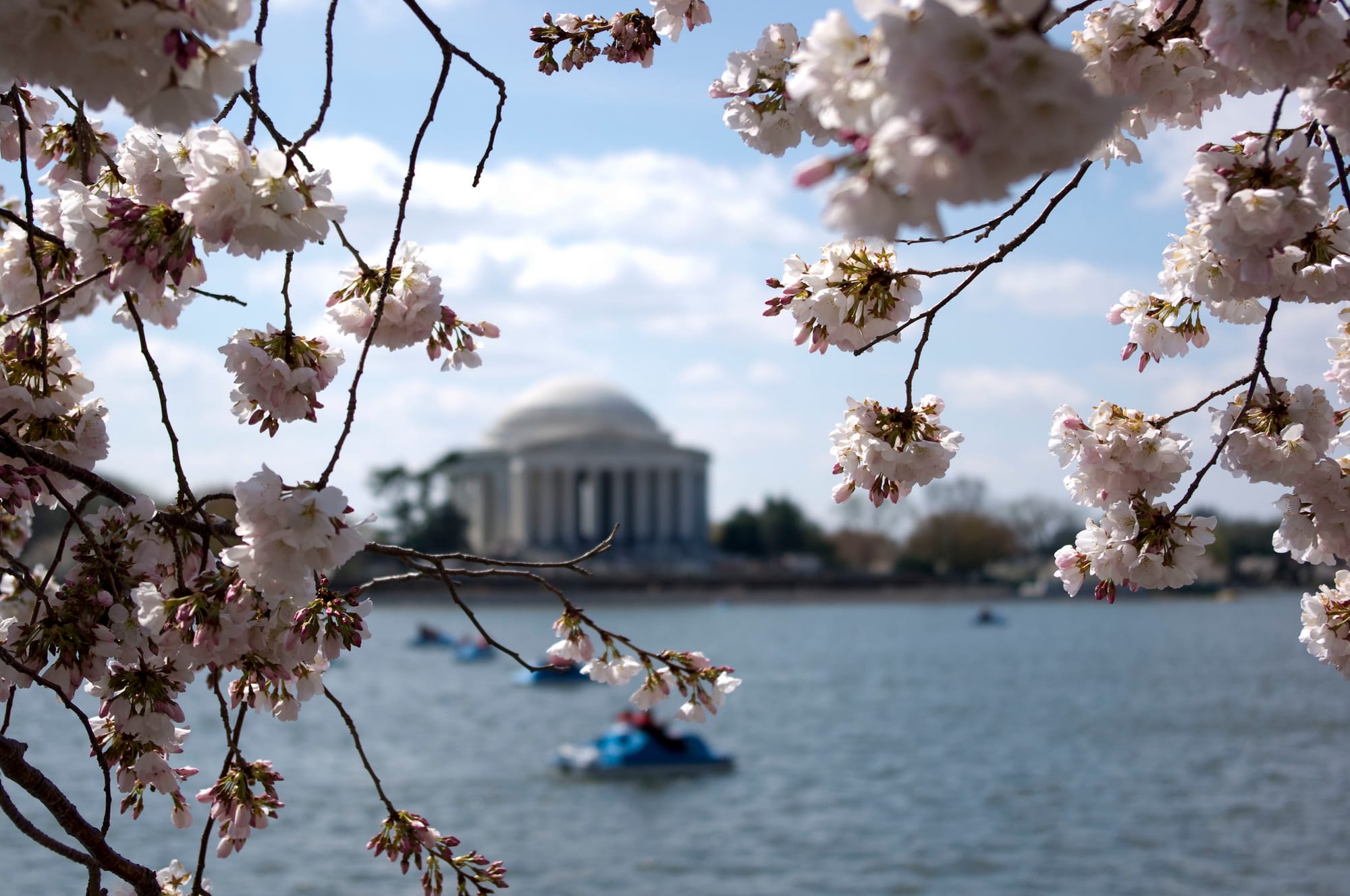 In focus cherry blossoms hang over a scene of pedal boat riders on the Tidal Basin. 