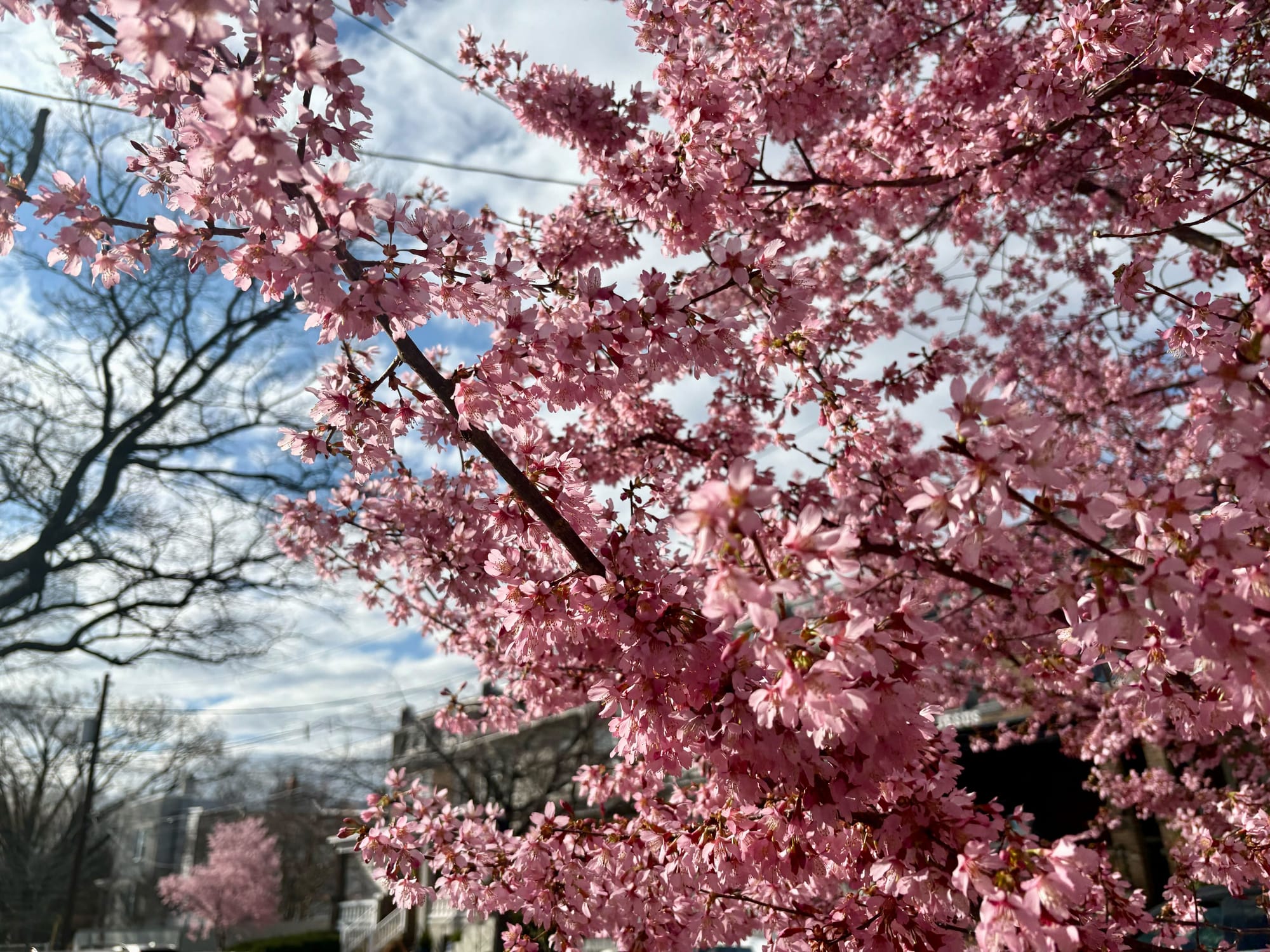 A picture of cherry blossoms in D.C.'s Petworth neighborhhood.