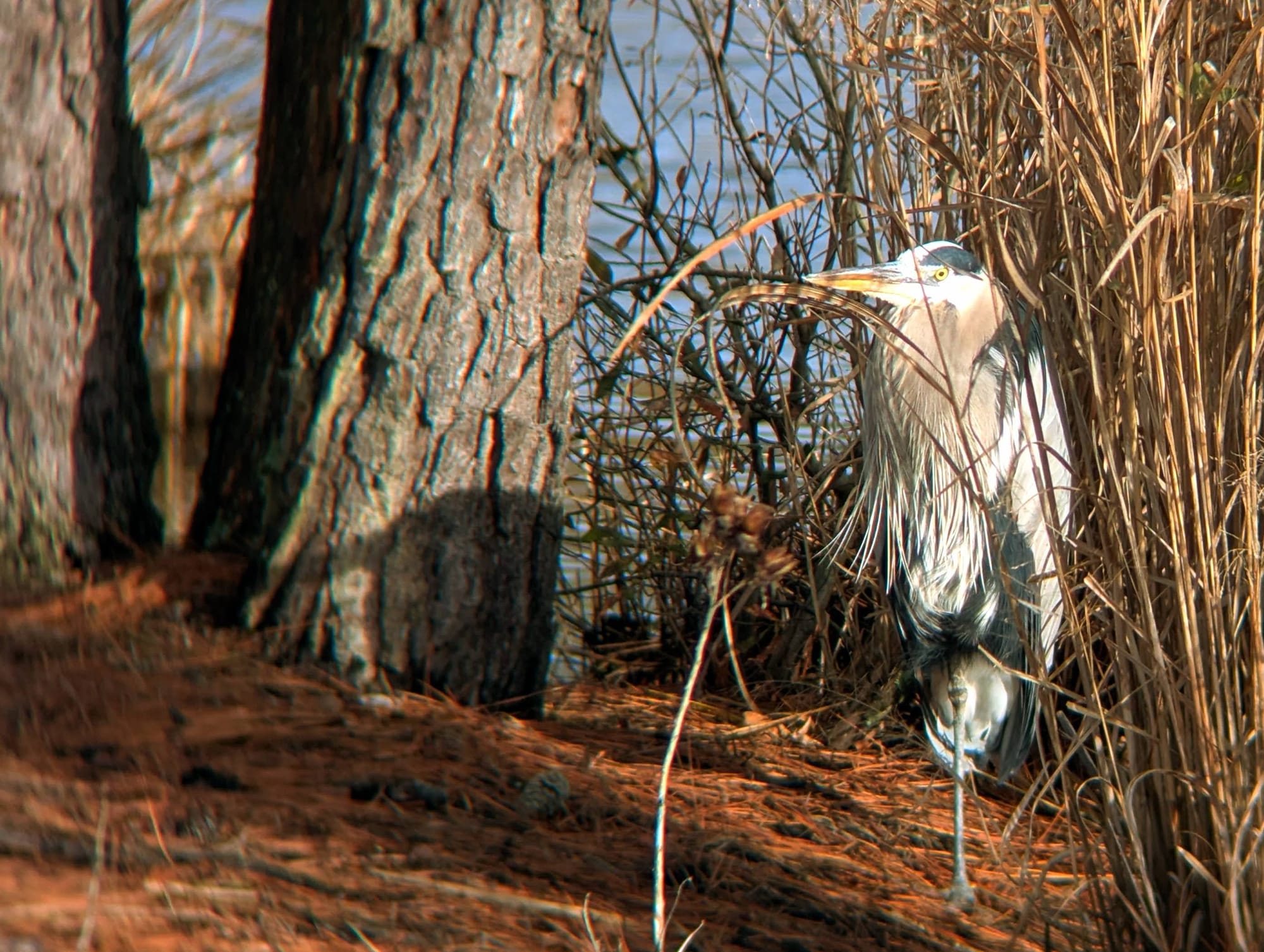 Photo of a great blue heron standing on one leg amid reeds and looking directly at the camera.