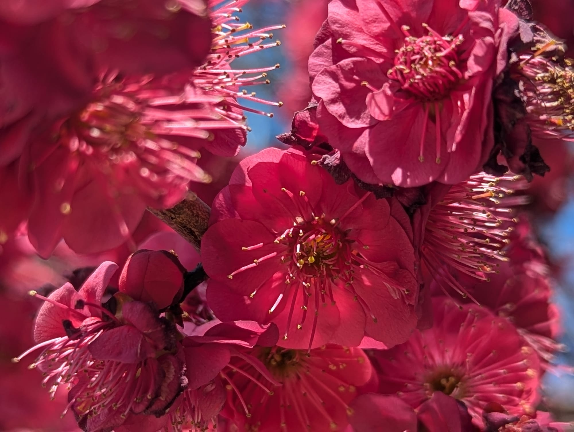  A picture of bright pink blossoms.