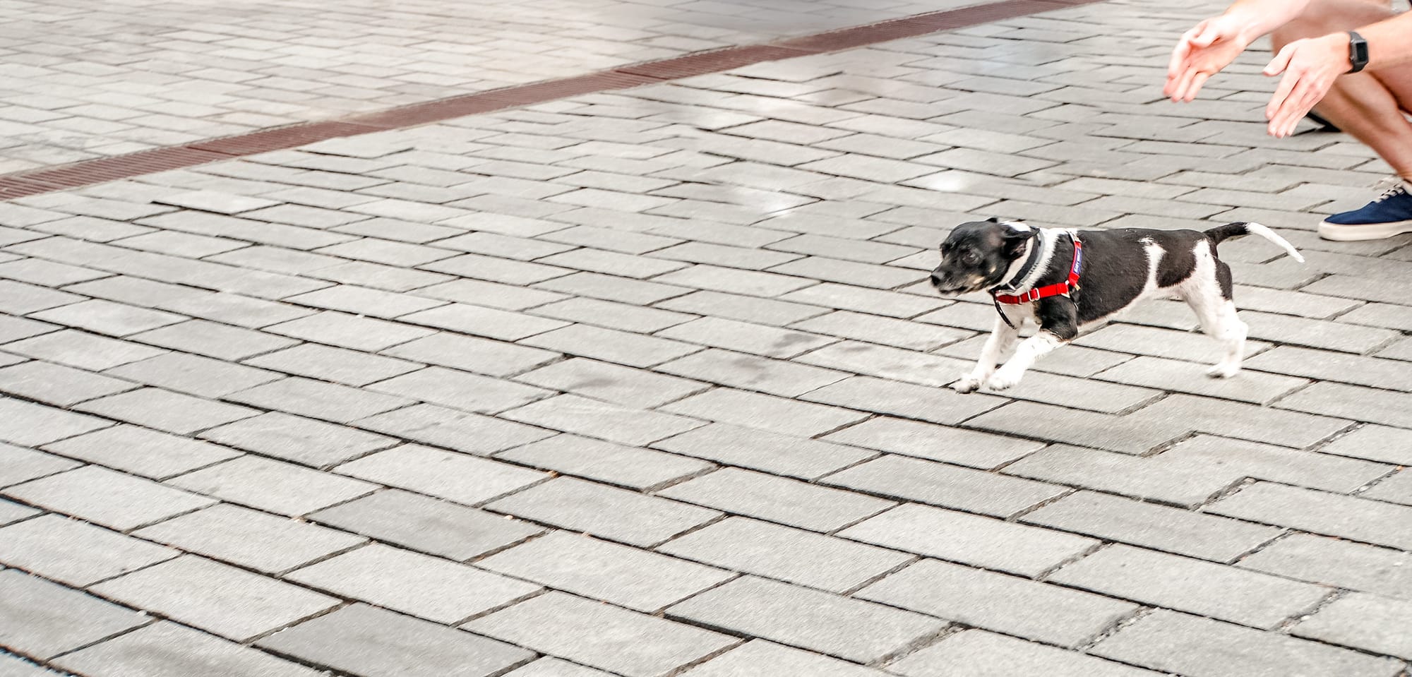 A small black and white dog sprints away from a human