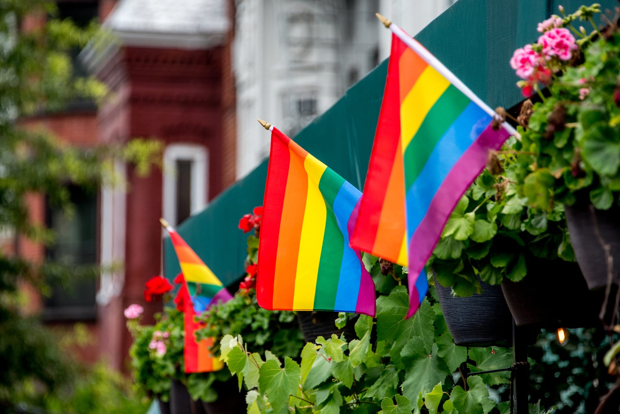 Pride flags hang in flower pots with green leaves and pink and red blossoms.