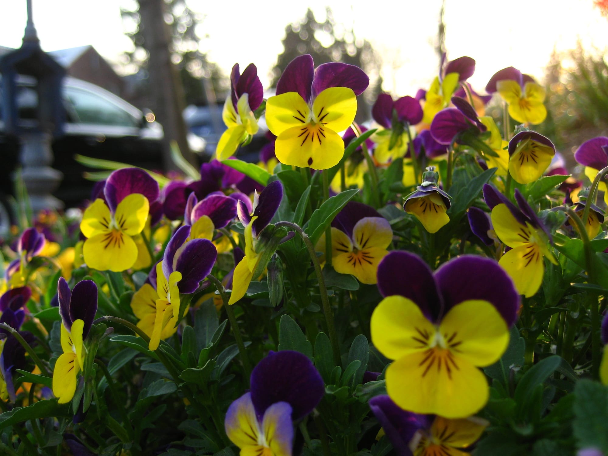 Yellow and purple flowers