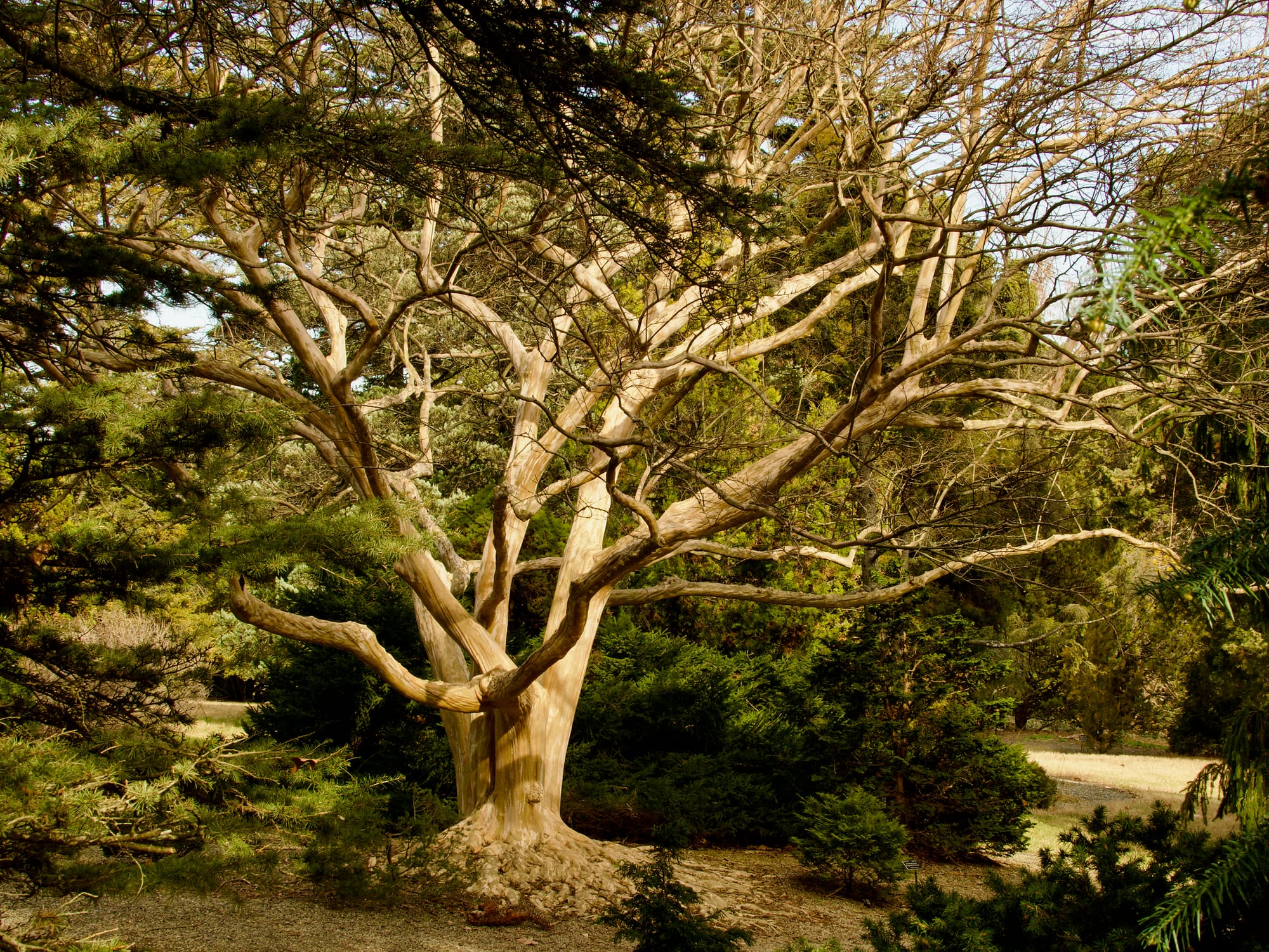 A large tree with wide branches. 