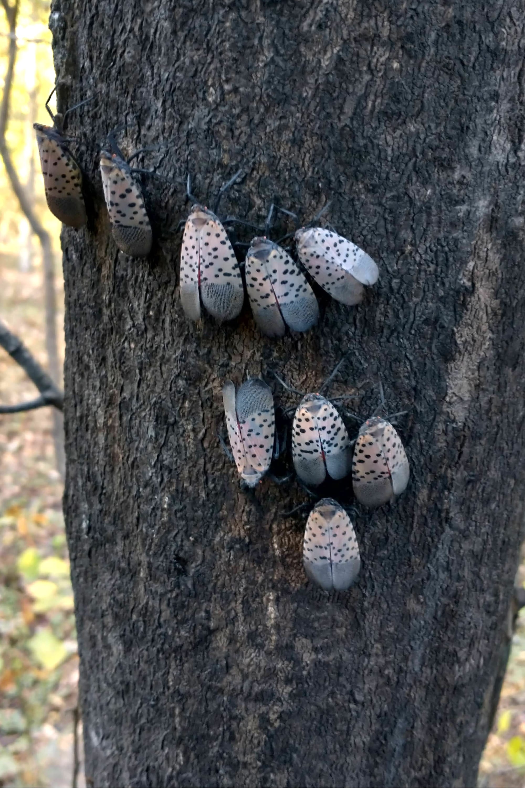 We’re losing the war on spotted lanternflies, but we’re overlooking another battle