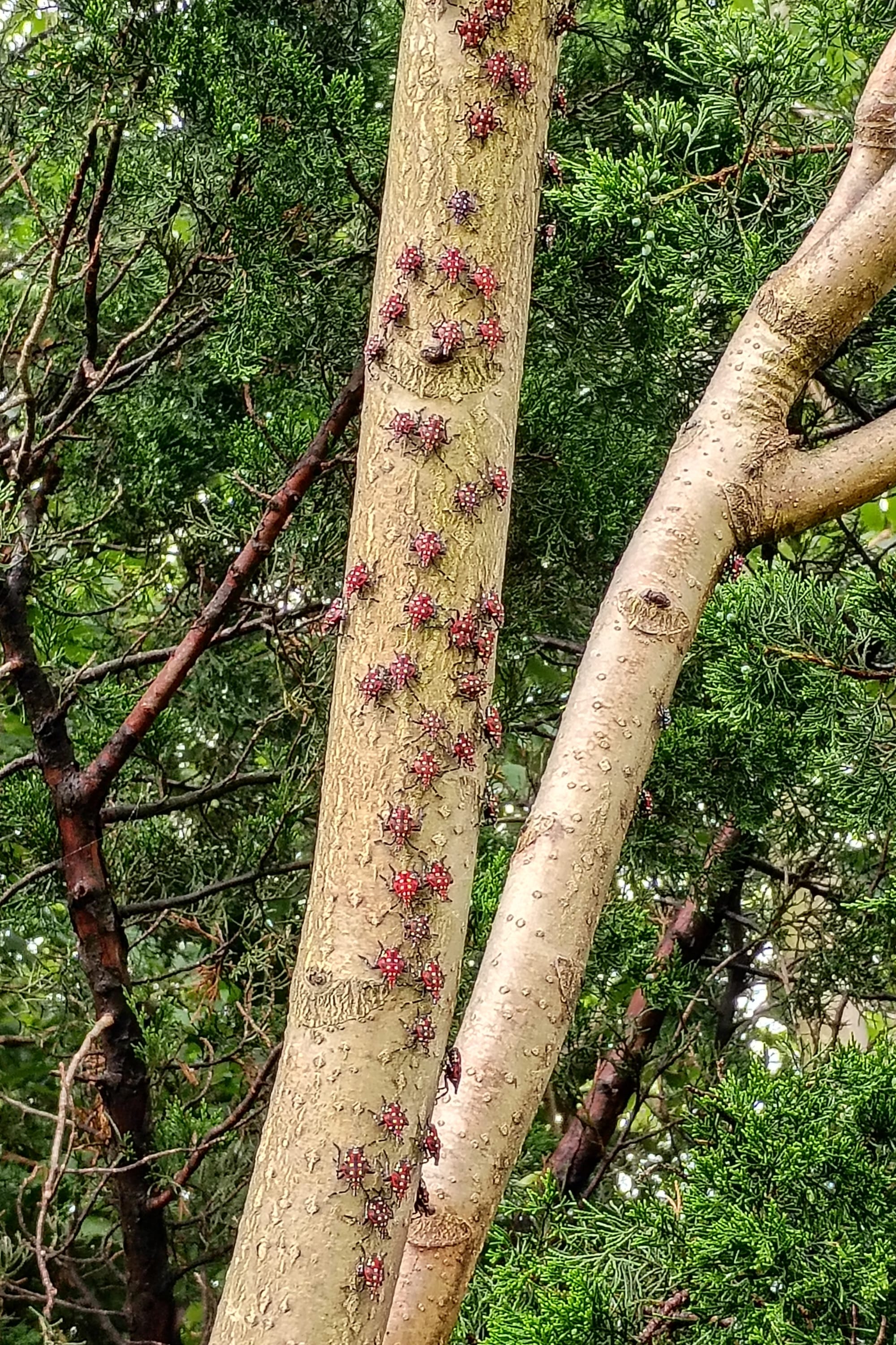 We’re losing the war on spotted lanternflies, but we’re overlooking another battle