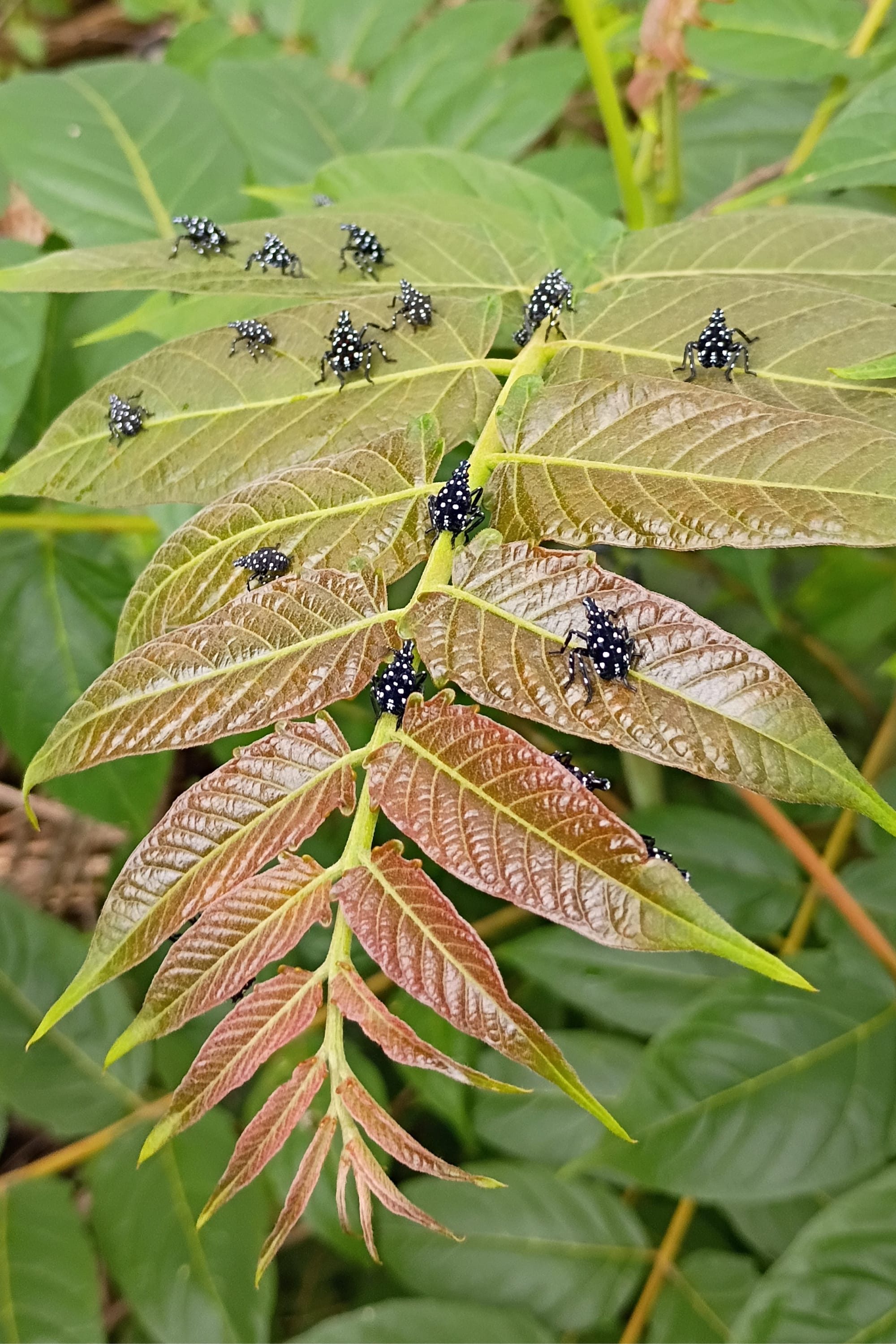 We’re losing the war on spotted lanternflies, but we’re overlooking another battle