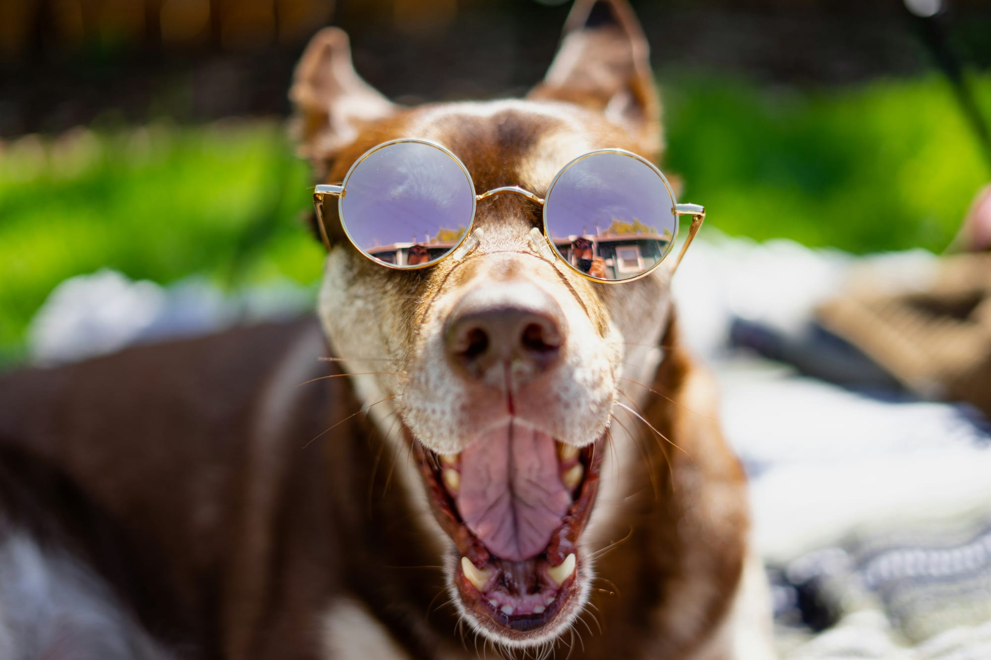 A dog in sunglasses