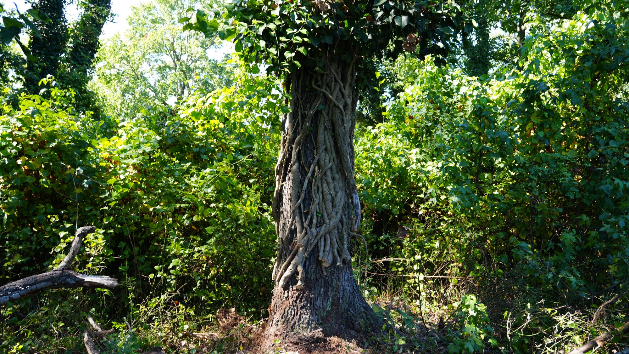 As invasive vines threaten to strangle our trees, volunteers are fighting them back