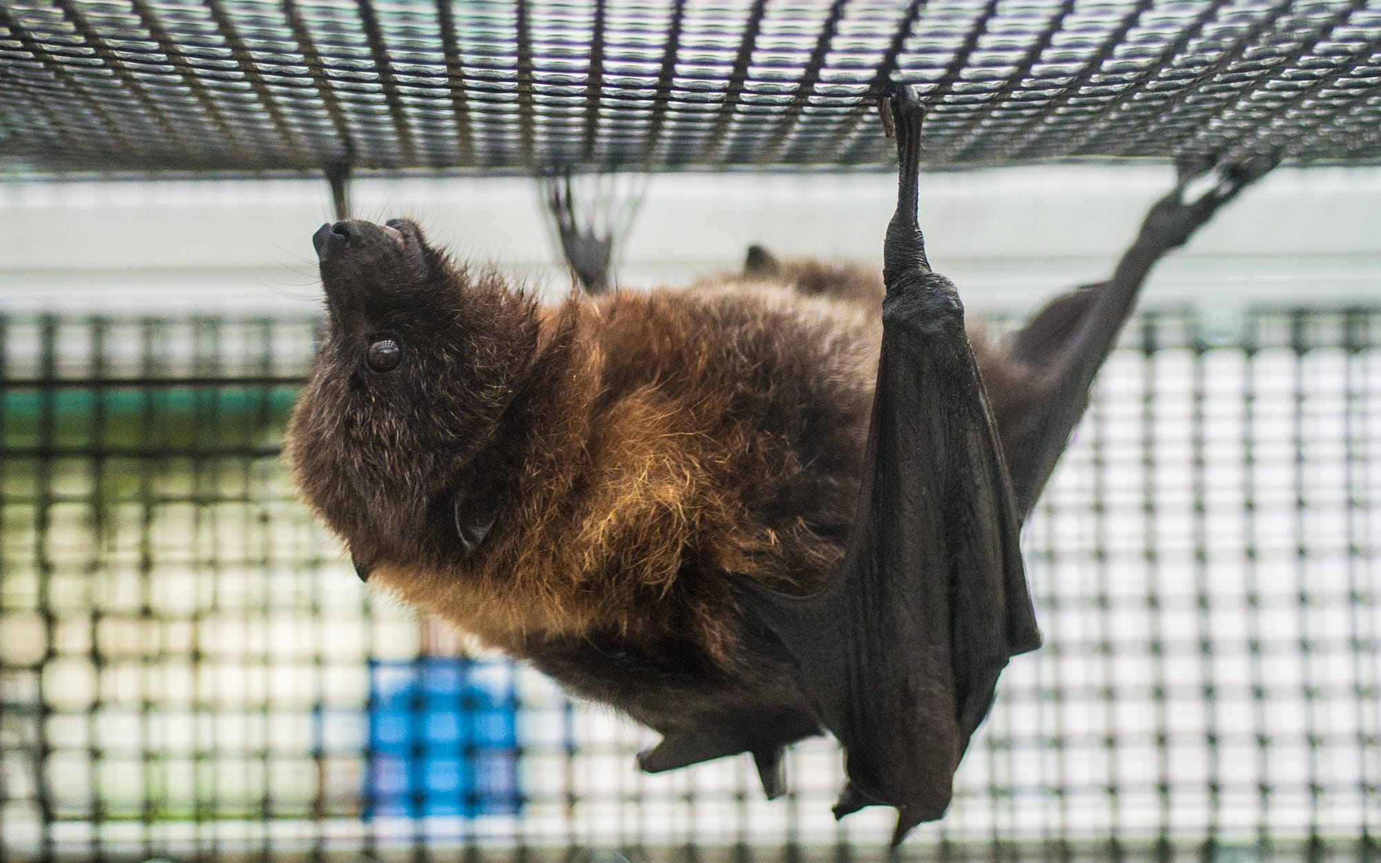 A bat clings to the roof of an enclosure.
