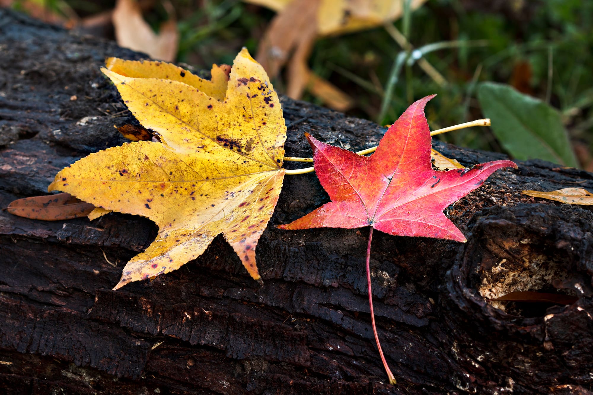 A yellow and a red leaf, on top of a log.