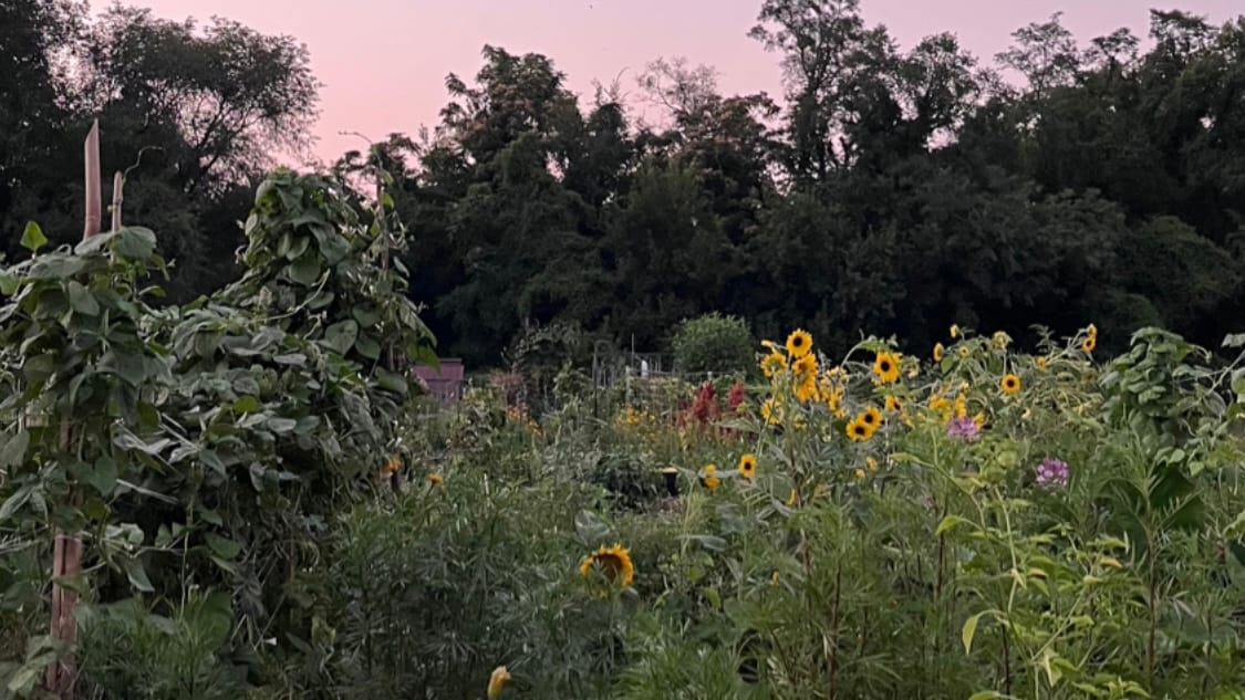 A lush community garden at dusk, with sunflowers visible in a sea of green.