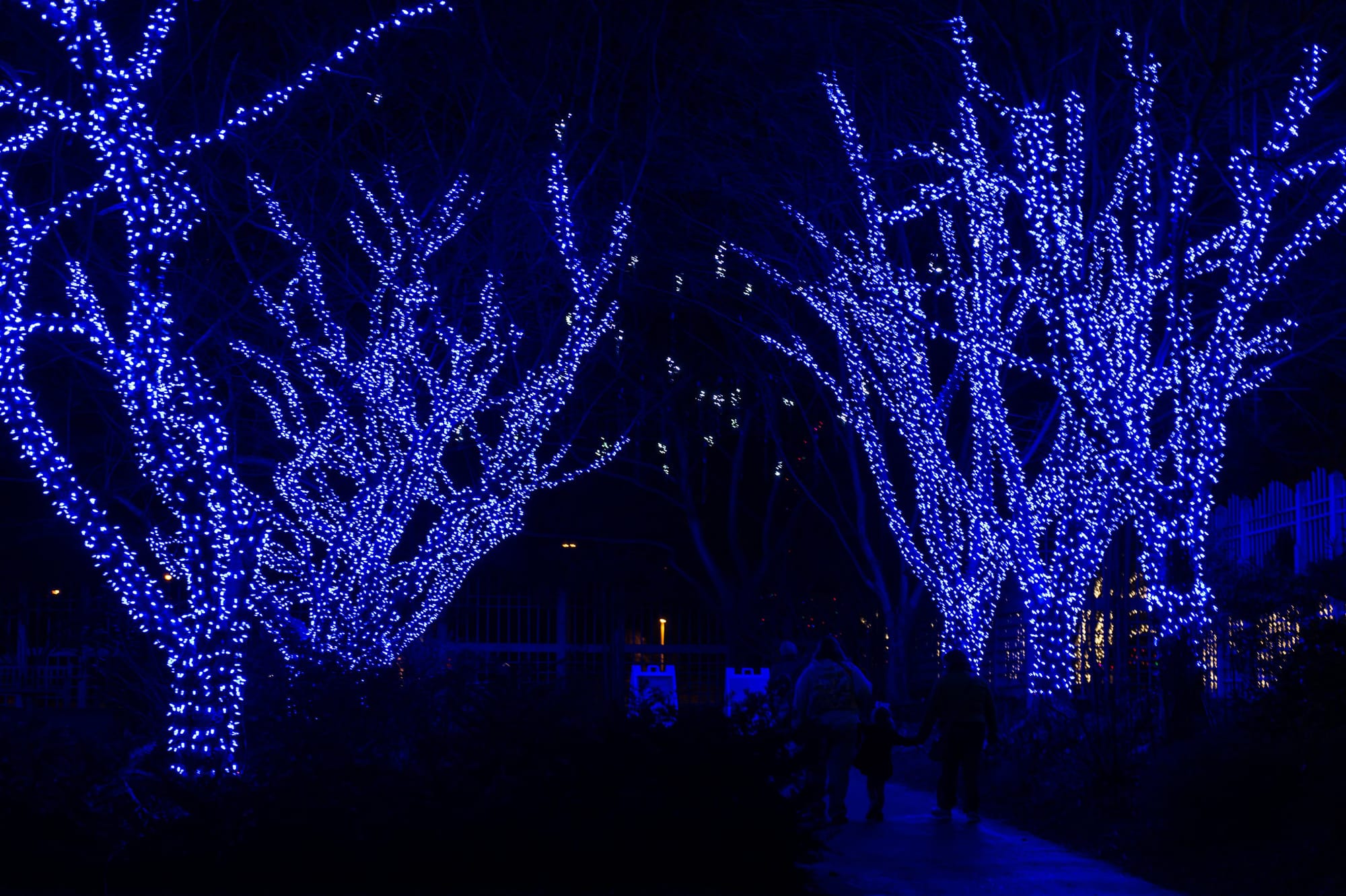Trees shine on a dark night with blue holiday lights.