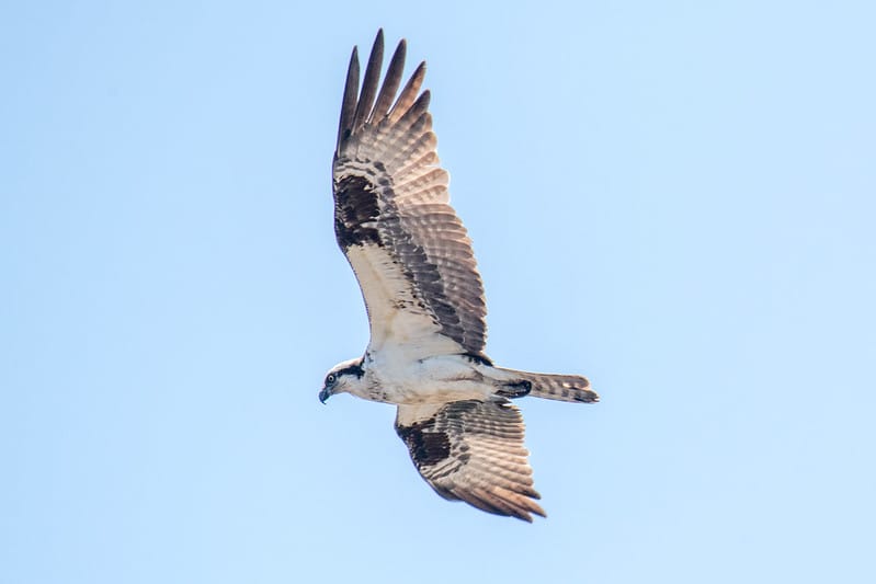  An osprey soars above Kingman and Heritage Islands Park. 