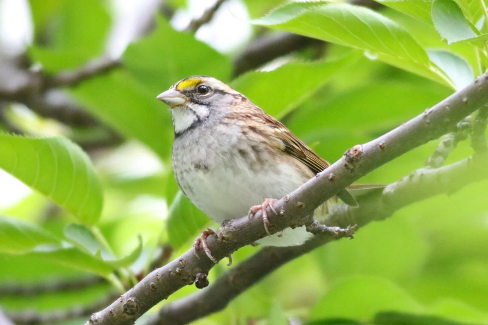 A bird perches on a branch