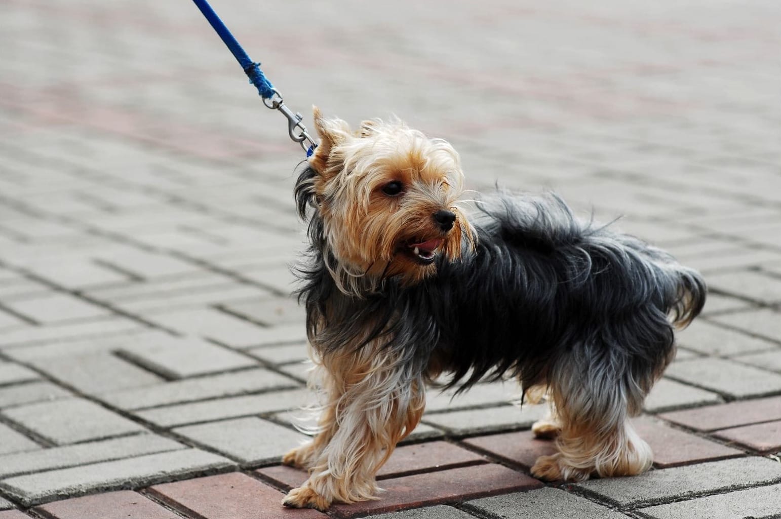 A small dog that to this eye could be a Yorkshire Terrier on a leash.