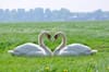 Two white swans making a heart with their necks in the grass.