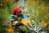 Someone picks kale surrounded by orange flowers and greenery.