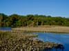 A pond at Kenilworth Aquatic Gardens with forest in the foreground.