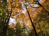 Tree love: Your weekly Civics Roundup