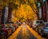 A D.C. street lined with rowhouse is covered in yellow fallen leaves.