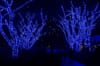 Trees shine on a dark night with blue holiday lights.