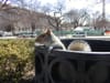 A squirrel in a trash can poking its head out. 