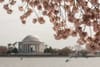 Cherry blossoms in front of the Jefferson Memorial in D.C.'s Tidal Basin.