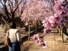 A person walks past blooming cherry blossoms in Georgetown's Dumbarton Oaks gardens