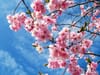 Pink cherry blossoms bloom against a blue sky.