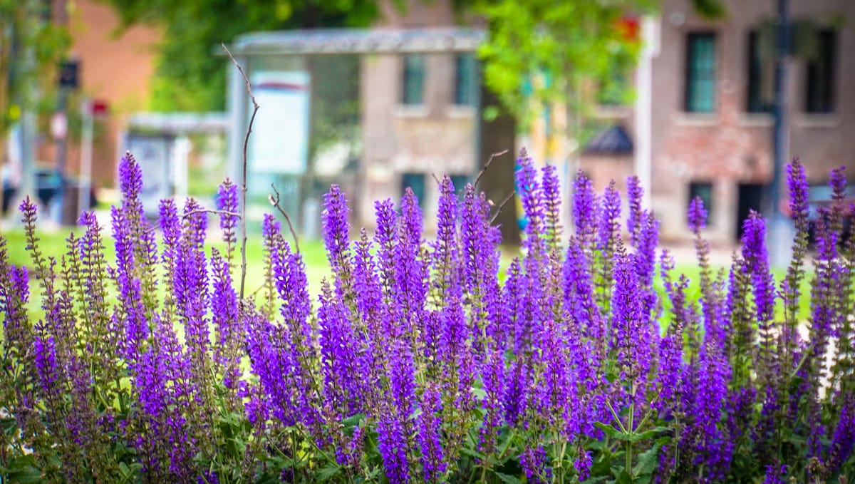 Growing community: Your weekly Civics Roundup