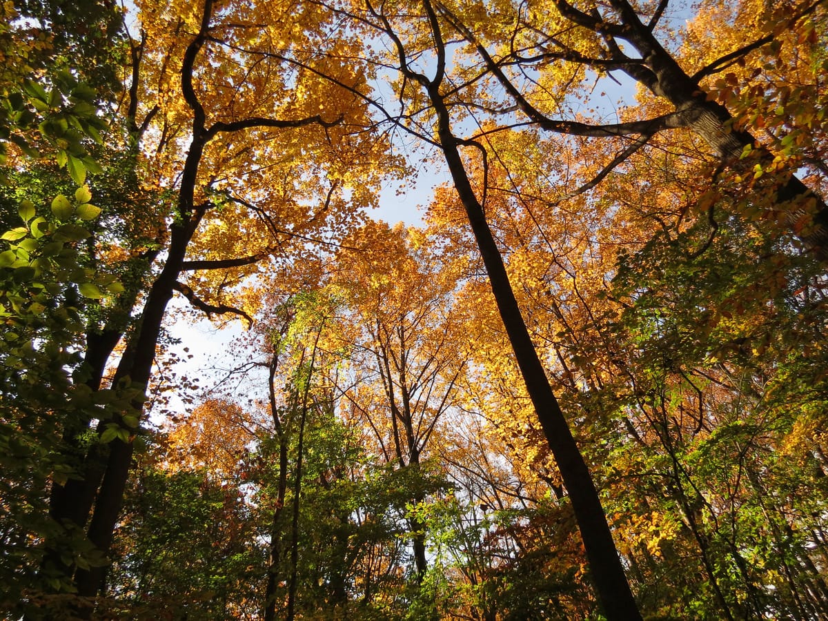 Tree love: Your weekly Civics Roundup