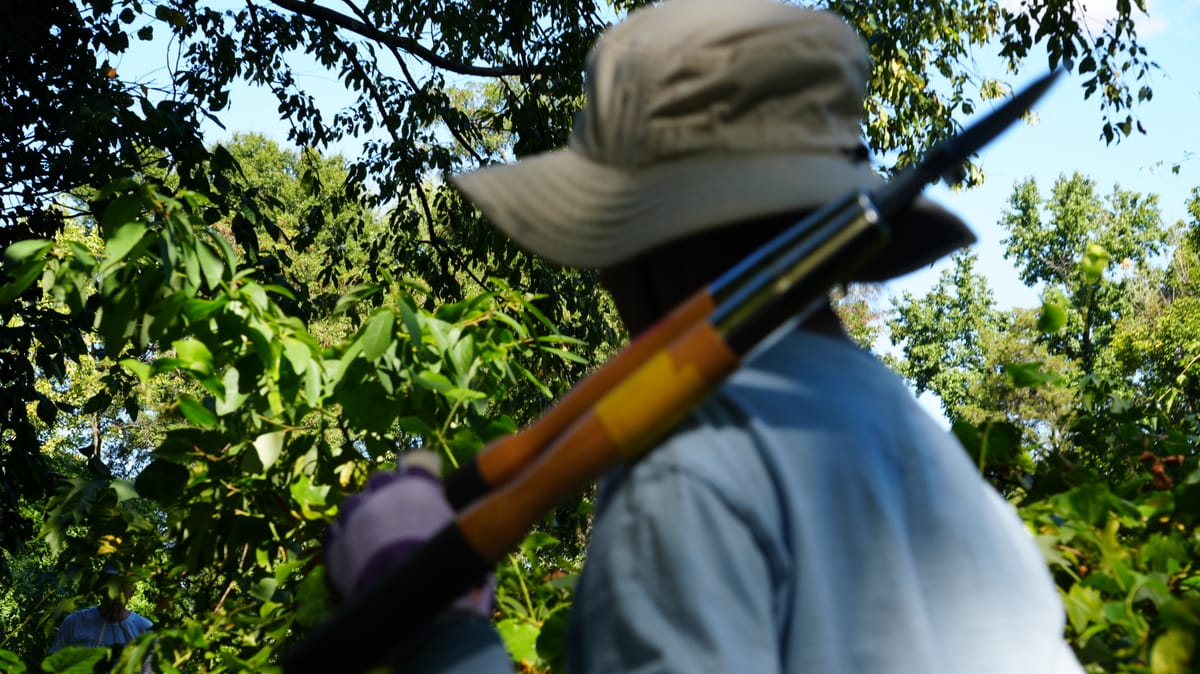 A person with a hat holding a knife for cutting vines.