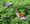 We’re losing the war on spotted lanternflies, but we’re overlooking another battle