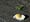 Fried egg on dirt/concret