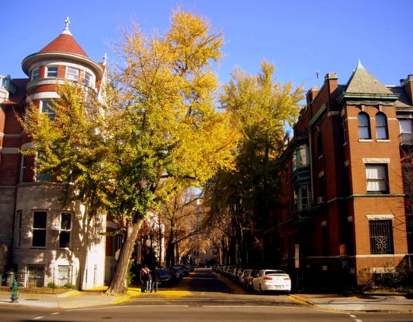 A tree-lined D.C. street full of fall colors, including yellow and orange leaves