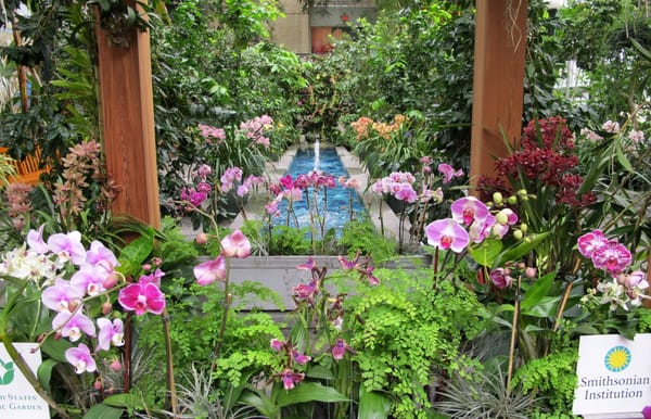 A lush indoor garden, overflowing with light purple and pink orchids. 