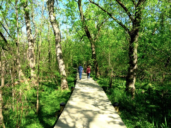 Two people walk on a wooded boardwalk, covered in blooming green trees. 