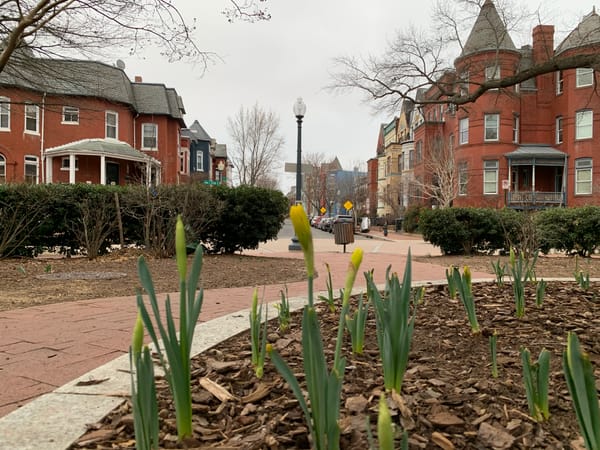 Daffodils begin to bloom in a garden in D.C.'s Bloomingdale neighborhood.