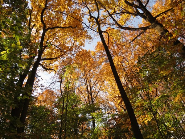 Tree love: Your weekly Civics Roundup