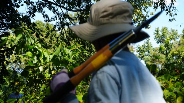 A person with a hat holding a knife for cutting vines.